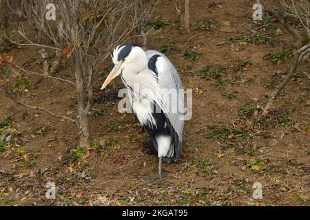 Grauer Reiher (Ardea cinerea), der auf einem Bein ruht. Stockfoto