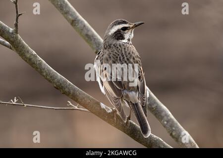 Braunohriges Bulbul (Hypsipetes amaurotis) auf dem Ast. Stockfoto
