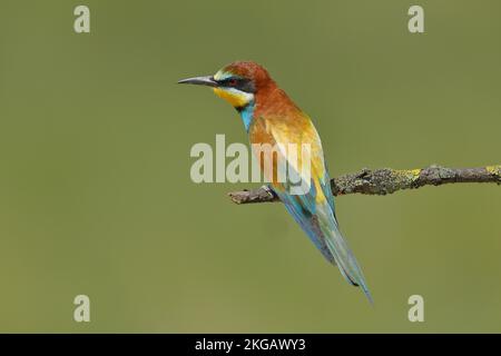 Europäischer Bienenesser (Merops apiaster) auf einem mit grüner Flechte überwucherten Ast, Blick auf den Rücken, Neusiedlsee, Burgenland, Österreich, Europa Stockfoto