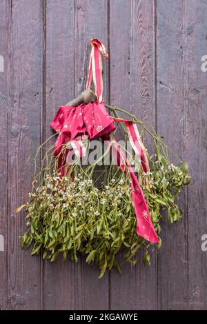 Europäischer Mistelzweig (Viscum Album) auf alter Holztür, Pfalz, Rheinland-Pfalz, Deutschland, Europa Stockfoto