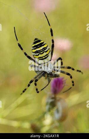 Wespenspinne (Argiope bruennichi), die eine gefangene Fliege in ihrem Netz verpackt, Neusiedlsee, Burgenland, Österreich, Europa Stockfoto