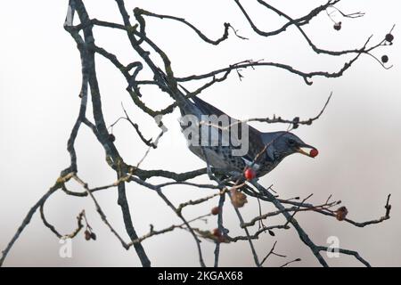 Feldfare (Turdus pilaris), Emsland, Niedersachsen, Deutschland, Europa Stockfoto