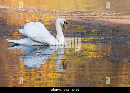 Swimming Mute Swan (Cygnus olor), offener Schnabel, Herbststimmung, Hessen, Deutschland, Europa Stockfoto