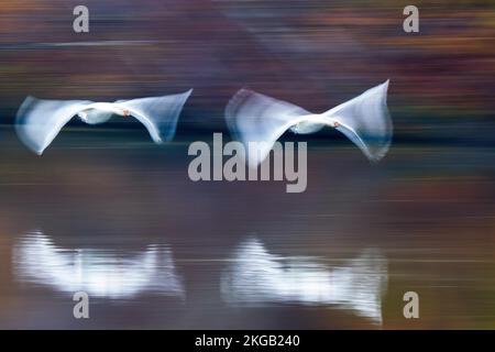 Zwei stumme Schwäne (Cygnus olor), fliegen über die Wasseroberfläche, folgen, Bewegungsunschärfe, Hessen, Deutschland, Europa Stockfoto