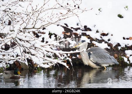 Graureiher (Ardea cinerea), im Wasser stehend, schneebedeckte Zweige, Hessen, Deutschland, Europa Stockfoto