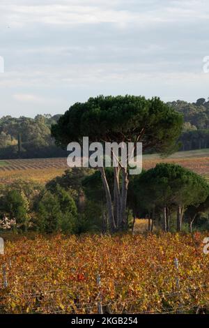 Weinberg und Kiefer Château des Marres, im Herbst Ramatuelle, Provence, französische Riviera, Frankreich, Europa. Stockfoto