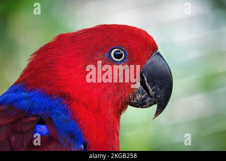 Roter Eklectus-Papagei (eclectus roratus), weiblich, gefangen, Porträt, Vogelpark Heiligenkirchen, Detmold, Ostwestfalen-Lippe, Nordrhein-Westfalen, Ger Stockfoto