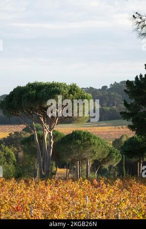 Weinberg und Kiefer Château des Marres, im Herbst Ramatuelle, Provence, französische Riviera, Frankreich, Europa. Stockfoto