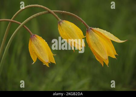 Drei wilde Tulpen (Tulpia sylvestris) mit Wassertropfen, herabhängend, Stamm, Detail, Natur, Gelb, wilde Tulpen, wilde Tulpen, Tulpen, Tulpen, die familie lily Stockfoto