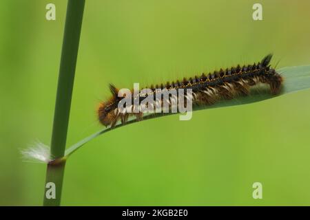 Raupe der Trinkmotte (Euthrix Potatoria) auf Grasstock, Stamm, Trinker, Huhn, Huhn, Schmetterling (Lasiocampidae) (Lepidoptera), Insekt, Kerbe, Kerbe Stockfoto