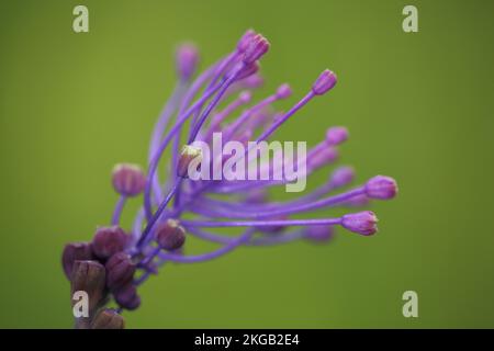 Quasten-Hyazinth (Muscari comosum) mit Tentakeln und Knospen, Detail, Kammkrebshyazinth, Kammhyazinth, Traubenhyazinth, Hyacinthaceae, Aspa Stockfoto