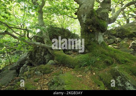 Gemeine Buche (Fagus sylvatica) in Kreuzberg in Rhön, Bayern, Deutschland, Europa Stockfoto