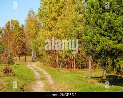 Vor einer Thuja unter einer Kiefer schlängelt sich ein unbefestigter Weg durch den herbstlichen Wald Stockfoto