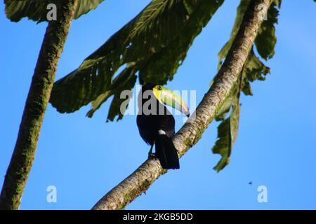 Nahaufnahme eines Regenbogentukans (Ramphastos sulfuratus), der an einem sonnigen Tag auf einer Palme ruht Stockfoto