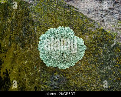 Flechten Lecanora muralis und das Moos, das auf der Steinoberfläche wächst Stockfoto