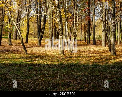 Überall in einem Herbstpark verstreut sind gefallene Blätter und Baumstämme Stockfoto