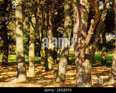 Viele aufrechte Baumstämme in einem Herbstpark Stockfoto