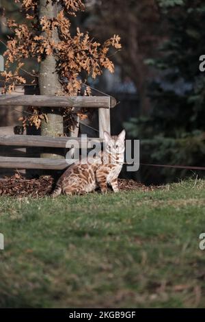 Ein vertikaler Schuss einer bengalischen Katze an der Leine in einem Park in Prag Stockfoto