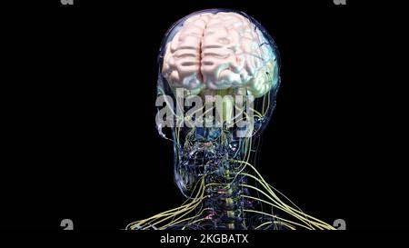 Anatomie des menschlichen Gehirns, Abschnitte sind durch farbige Flecken getrennt, medizinisches Diagramm mit parasympathischen und sympathischen Nerven. Medizinisch Stockfoto
