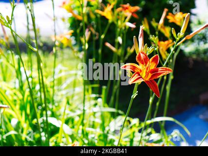 Ein selektiver Fokus braun-gelber Tagesblumen (Hemerocallis fulva) im Garten an einem sonnigen Tag Stockfoto