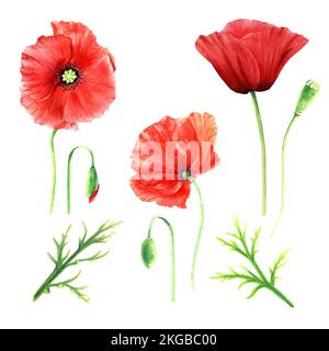 Mohnblume von Hand gezeichnete Blumenelemente, Aquarelle Illustrationen isoliert auf weißem Hintergrund. Für Grußkarte, Einladung, Clip Art. Stockfoto