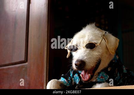 Eine Nahaufnahme eines Jack Russell Terrier, Canis Lupus familiaris, mit Brille und geblümtem Hemd Stockfoto