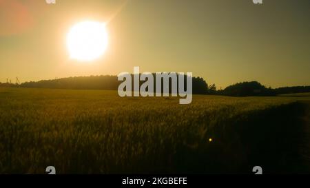Sonnenuntergang über dem Weizenfeld. Stockfoto