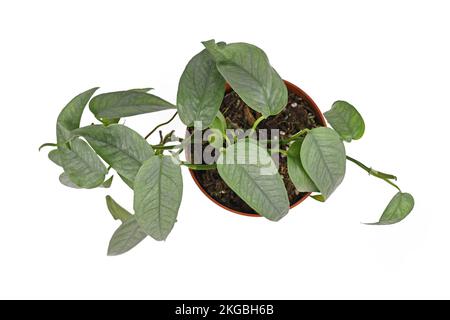 Draufsicht auf die tropische „Epipremnum pinnatum Cebu Blue“-Zimmerpflanze mit silberblauen Blättern in Blumentopf auf weißem Hintergrund Stockfoto