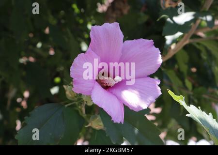 Nahaufnahme einer geschlossenen Hibiscus syriacus-Blume Stockfoto