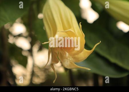 Nahaufnahme der Eröffnung einer Blume von Brugmansia oder Engels Trompete Stockfoto