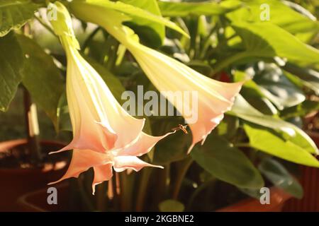 Nahaufnahme einer kleinen Biene inmitten von Brugmansia oder Engels Trompetenblumen im Morgenlicht des Herbstes Stockfoto