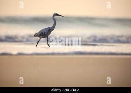 Weißer Reiher-Vogelstand am Strand. Vogel in der Natur. Naturhintergrund. Stockfoto