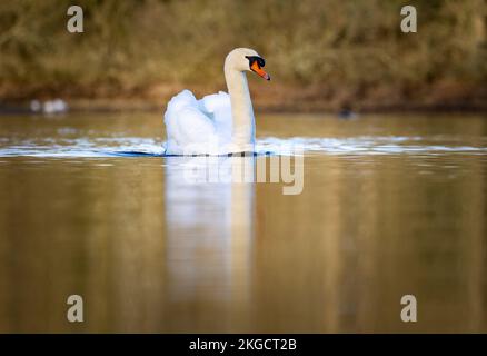 Stummer Schwan [ Cygnus olor ] Schwimmen auf einem Teich im goldenen Morgenlicht mit verlängerter Reflexion Stockfoto