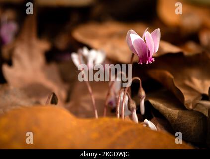 Blüten der Cyclamen blühen unter Herbstblättern Stockfoto