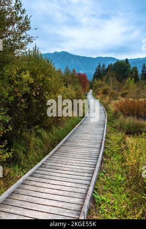 Inzeller Filz, ein Hochmoor bei Inzell, Bayern Stockfoto