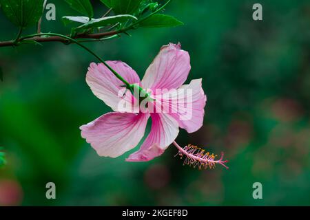 Hibiskusblume auch bekannt als Schuhblume, umgangssprachlich Malvaceae, Chinesische Rose, hawaiianischer Hibiskus, Rosenblüte und Schuhblüte in voller Blüte Stockfoto