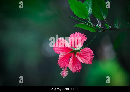 Hibiskusblume auch bekannt als Schuhblume, umgangssprachlich Malvaceae, Chinesische Rose, hawaiianischer Hibiskus, Rosenblüte und Schuhblüte in voller Blüte Stockfoto
