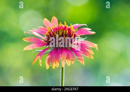 Gerbera oder Gaillardia aristata oder Decken Blume, rot gelbe Blume in voller Blüte, in einem öffentlichen Park in Indien, gewöhnliche Decken Blume Blütenpflanze Stockfoto