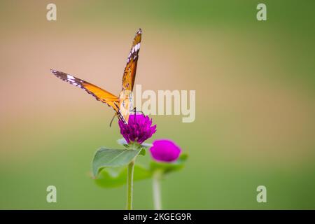 Einfacher Tiger (Danaus chrysippus) Schmetterling auf der Blütenpflanze mit weit geöffneten Flügeln vor einem schönen, weichen, grünen, verschwommenen Hintergrund Stockfoto