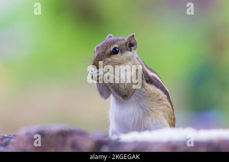Indisches Palmenhörnchen oder Nagetier oder auch bekannt als Streifenhörnchen, das fest auf dem Boden steht und einen schönen, weichen, verschwommenen Hintergrund hat. Stockfoto