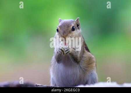 Indisches Palmenhörnchen oder Nagetier oder auch bekannt als Streifenhörnchen, das fest auf dem Boden steht und einen schönen, weichen, verschwommenen Hintergrund hat. Stockfoto