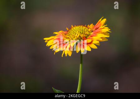 Gerbera oder Gaillardia aristata oder Decken Blume, rot gelbe Blume in voller Blüte, in einem öffentlichen Park in Indien, gewöhnliche Decken Blume Blütenpflanze Stockfoto