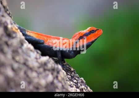 Die Halbinsel-Felsenagama oder südindische Felsenagama oder Felsenechse, die fest am Rand eines Felses in einem weichen, grünen, unscharfen Hintergrund stehen Stockfoto