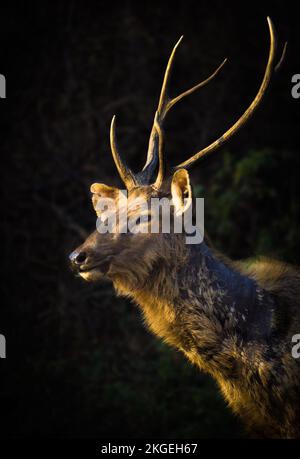 Sonniges rotes Reh vor dunklem Hintergrund. Warnen Sie Pflanzenfresser von der Seite aus mit Kopierraum. Wildes Tier mit braunem Fell, das das Heufeld beobachtet. Stockfoto