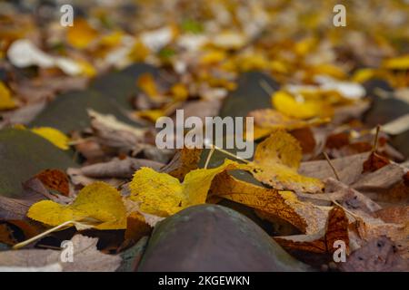 Nahaufnahme der Herbstblätter auf Dachziegeln mit Fokus auf Vordergrund Stockfoto