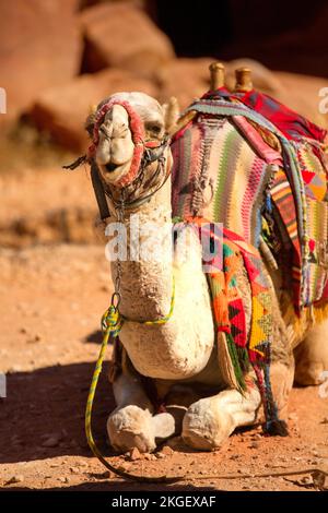 Wunderschön dekoriertes Kamel lächelnd, Nahaufnahme Porträt, Wüste von Jordanien Stockfoto