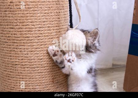 Ein kleines Kätzchen spielt mit einem Kratzpfosten Stockfoto