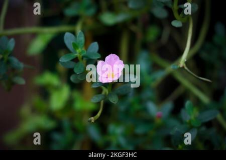 Nahaufnahme Der Wunderschönen Violetten Moosblume Stockfoto