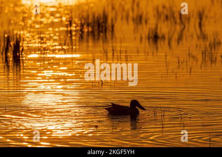 Shoveler schwimmt bei Sonnenuntergang in einem See Stockfoto