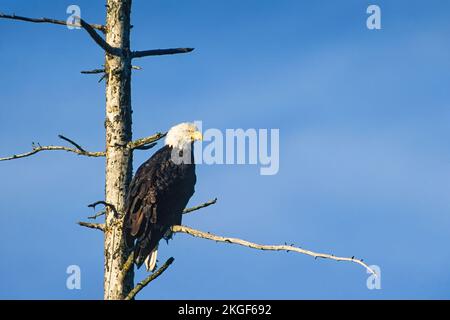 Weißkopfseeadler in einem alten Baumstau Stockfoto